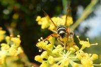 Gorytes quinquecinctus