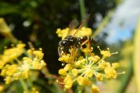 Gorytes quinquecinctus