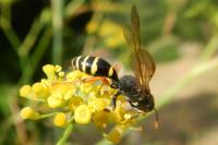 Gorytes quinquecinctus