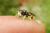 Cerceris sabulosa