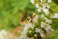 Cerceris sabulosa