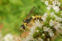 Cerceris sabulosa