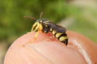 Cerceris sabulosa