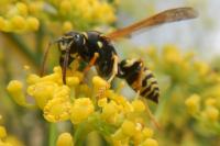 Polistes nimpha