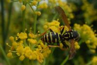 Polistes nimpha