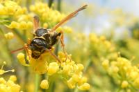 Polistes nimpha