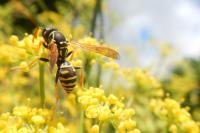 Polistes nimpha