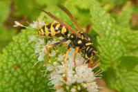 Polistes dominula