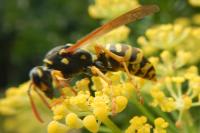 Polistes dominula