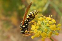 Polistes dominula