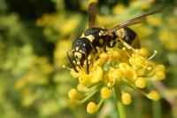 Ancistrocerus