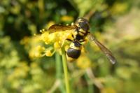 Ancistrocerus