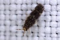 Hydroptilidae