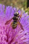 Trachusa interrupta