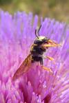 Trachusa interrupta