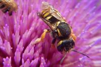 Trachusa interrupta
