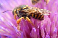 Trachusa interrupta