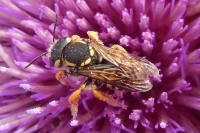 Trachusa interrupta