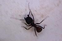 Camponotus cruentatus