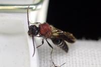 Smicromyrme