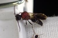 Smicromyrme