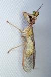 Mantispa aphavexelte