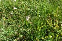 Libelloides coccajus
