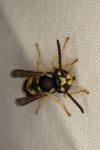 Vespula vulgaris