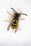 Vespula vulgaris