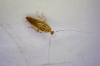 Ectobius vittiventris