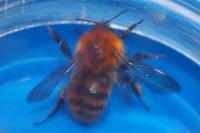 Bombus pascuorum
