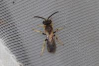 Lasioglossum