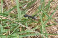 Camponotus vagus