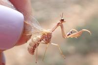 Mantispa aphavexelte