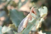 Mantispa aphavexelte