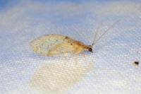 Hemerobius