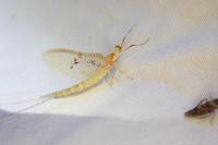 Ephemera glaucops