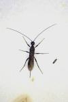 Doryctes heydenii
