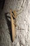 Mantis religiosa