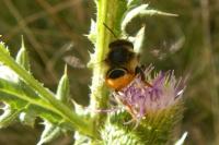 Megachile