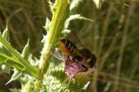 Megachile