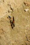 Sceliphron caementarium