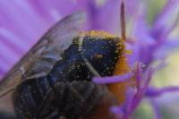 Megachile centuncularis