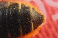 Megachile centuncularis