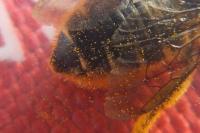 Megachile centuncularis