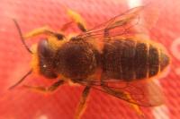 Megachile centuncularis