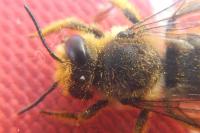 Megachile centuncularis