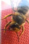 Megachile centuncularis