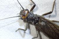 Perla marginata