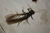 Perla marginata